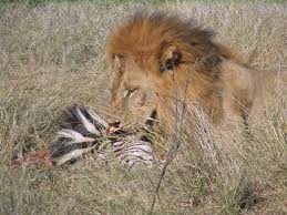 Lion Eating Zebra