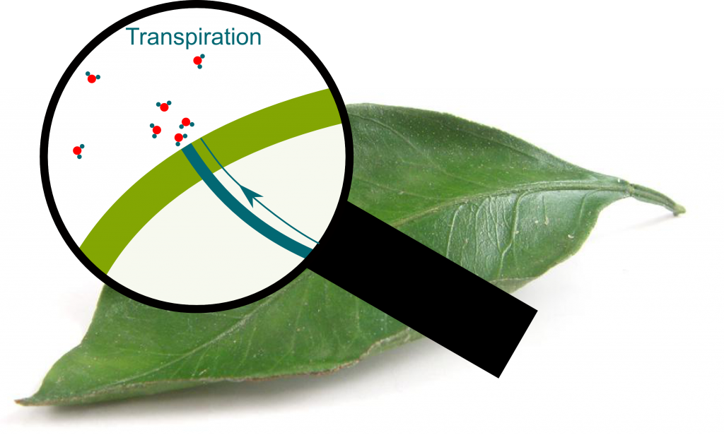 Transpiration through Pores